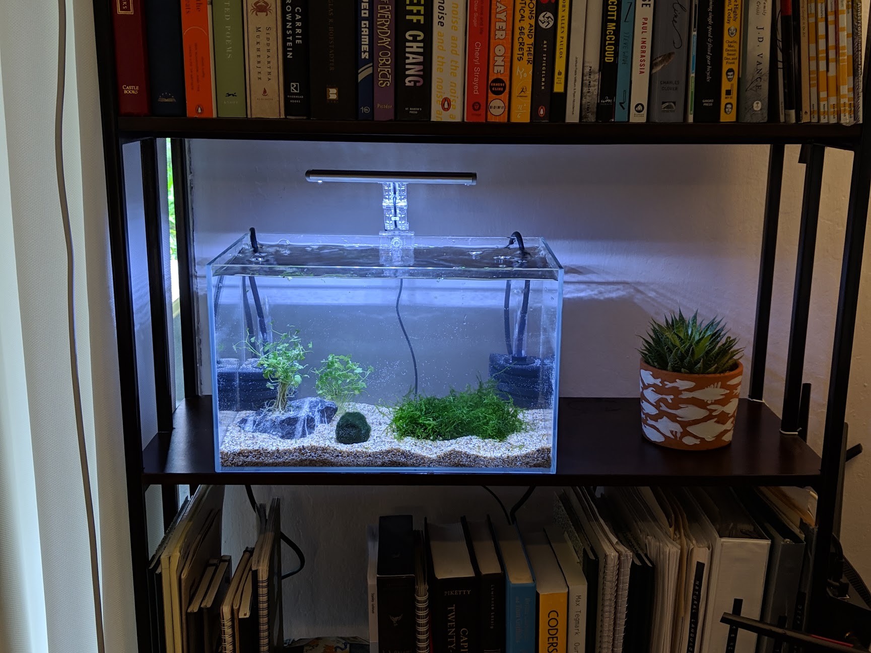 Bookshelf shrimp tank